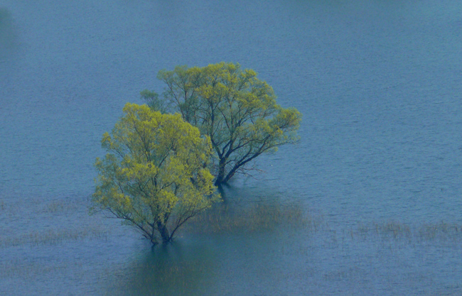 Alberi e acqua